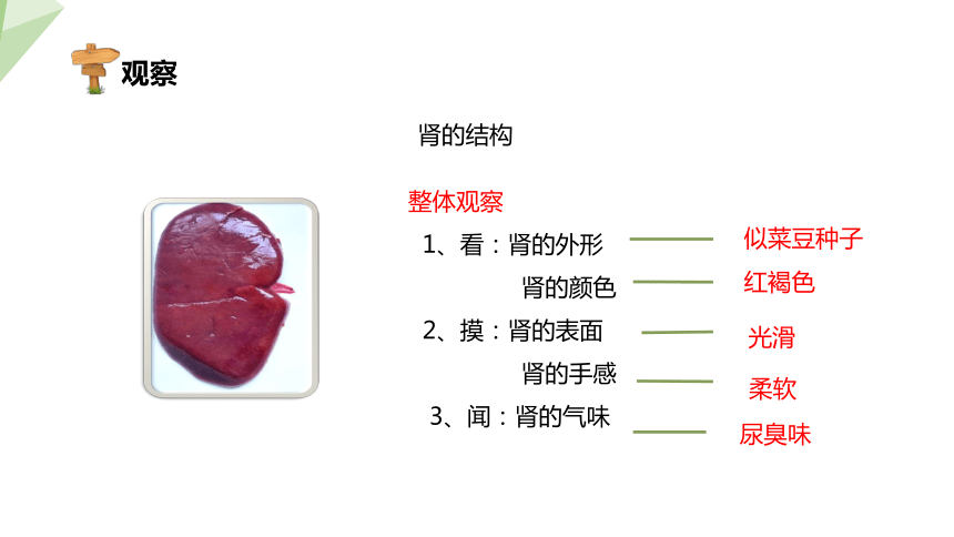 4.11.2 尿的形成与排出 课件（共24张PPT） 2023-2024学年初中生物北师版七年级下册