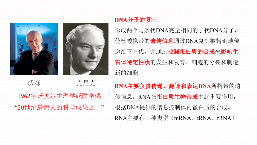 4.3 核酸课件(共23张PPT)2023-2024学年高二化学人教版(2019)选择性必修3