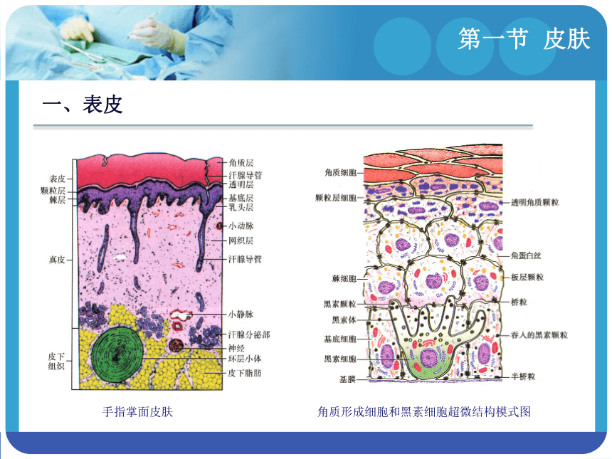 第十章    体被系统―皮肤和乳腺 课件(共23张PPT)-《解剖学基础》同步教学（江苏大学出版社）