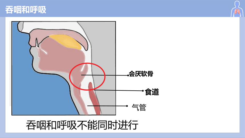 4.3.1呼吸道对空气的处理课件 (共29张PPT)人教版生物七年级下册