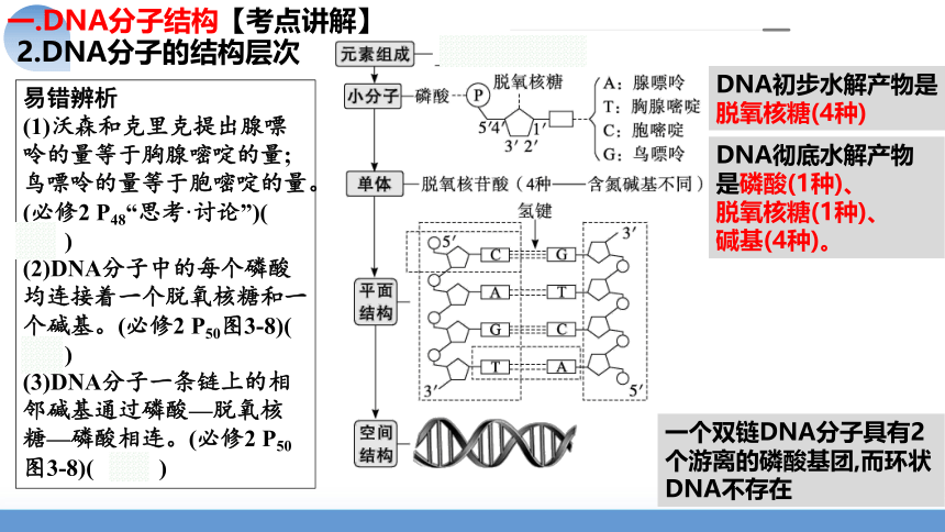 第21讲 DNA分子的结构、复制与基因的本质课件(共76张PPT)-2024年高考生物一轮复习（新教材新高考）
