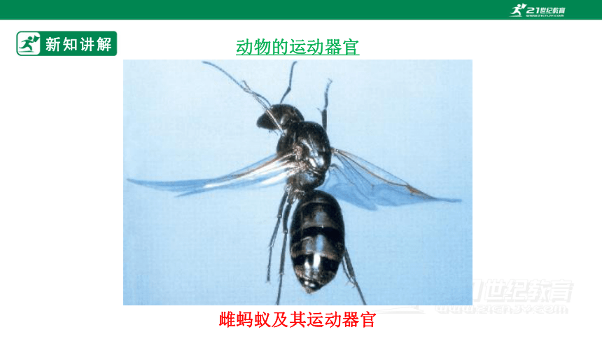 6.17.2  动物的运动依赖于一定的结构-2023-2024学年八年级生物上册同步课件（苏教版）