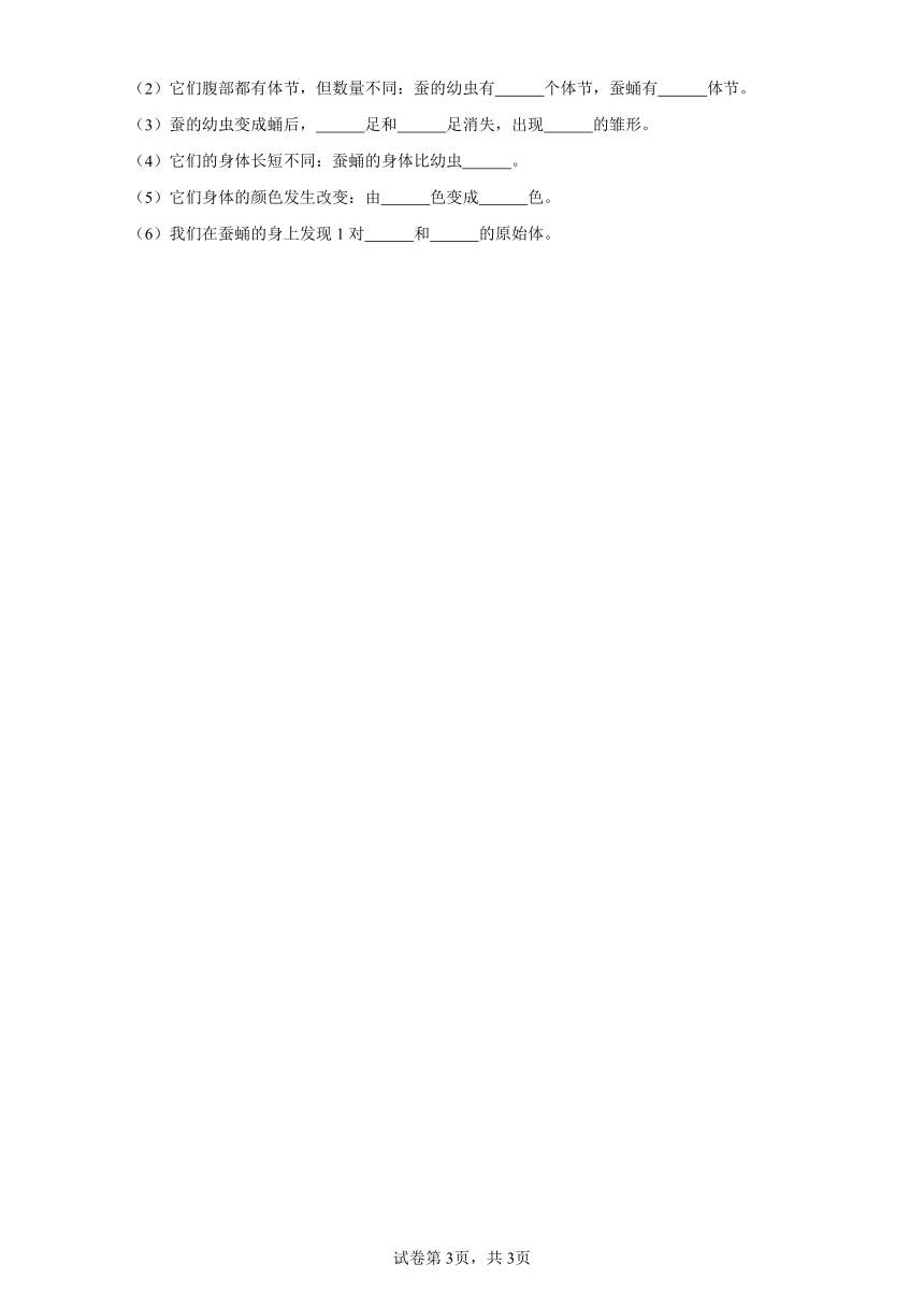 科学教科版（2017秋）三下2.4《蚕变了新模样》同步作业（含答案）