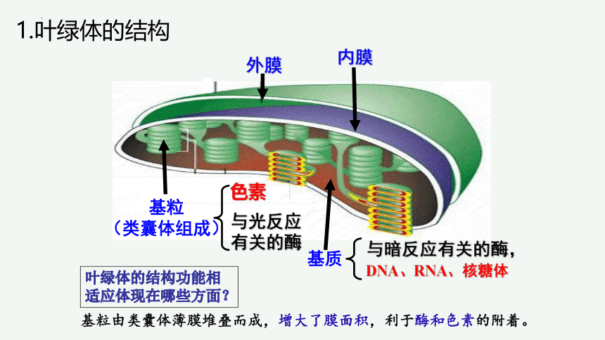 5.4 光合作用与能量转化 课件(共85张PPT) 2022-2023学年高一上学期生物人教版（2019）必修一