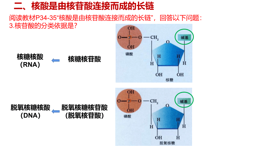 2.5 核酸是遗传信息的携带者课件(共29张PPT)-2023-2024学年高一上学期生物人教版（2019）必修1