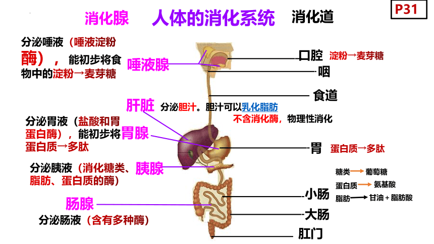 4.9.2人体的消化与吸收课件(共31张PPT) 苏教版生物七年级下册