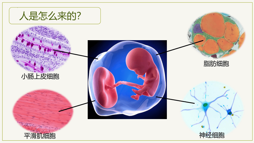 2.2.2 动物体的结构层次-【优学课堂】2023-2024学年七年级生物上学期同步精品课件（人教版）(共23张PPT)+视频素材