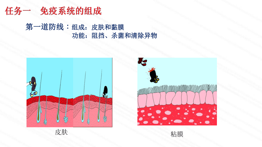 3.6.1人体的免疫功能课件(共36张PPT) 济南版生物七年级下册