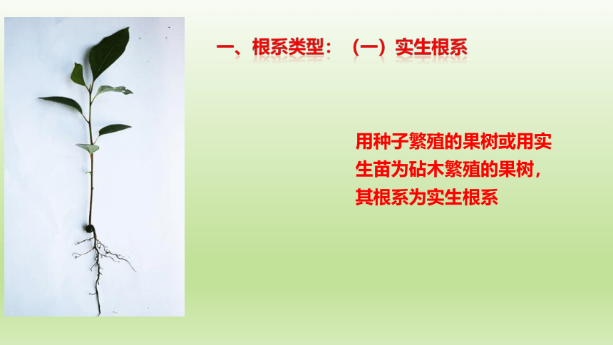 1.3.1果树的根系类型 课件(共9张PPT）-《果树生产技术》同步教学（中国农业出版社）