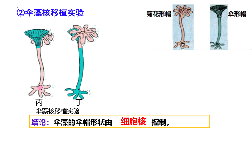 生物人教版（2019）必修1 3.3细胞核的结构和功能（共28张ppt）