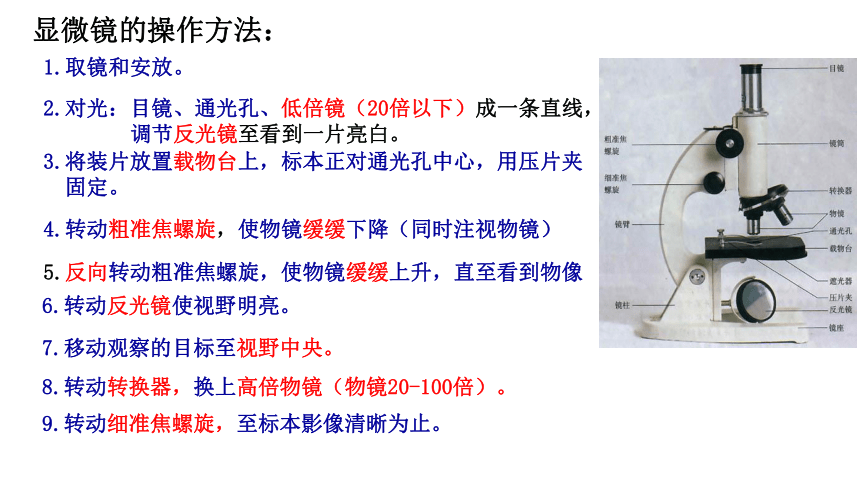 1.2.1细胞的多样性和统一性课件(共36张PPT)-人教版必修1