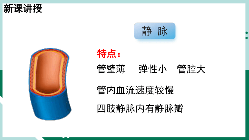 4.10.2人体的血液循环(第1课时)课件(共35张PPT) 苏教版生物七年级下册