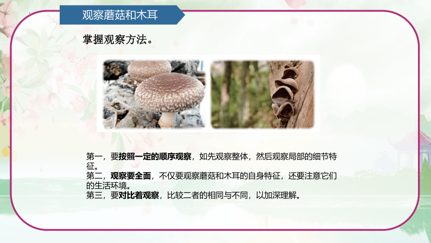 第2单元   微生物 2.2 蘑菇和木耳 （课件）(共13张PPT)青岛版六年级科学上册