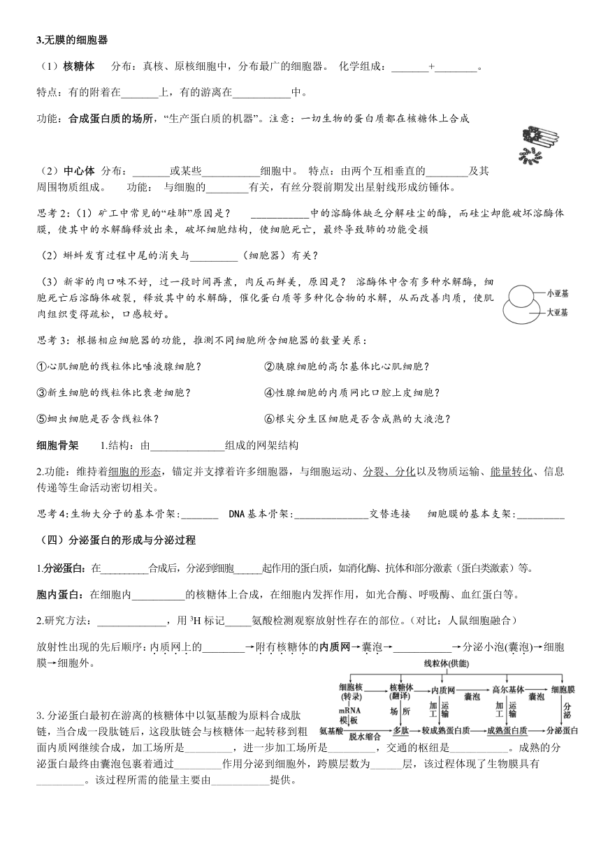 3.2细胞器之间的分工合作学案（无答案）高一上学期生物人教版必修1