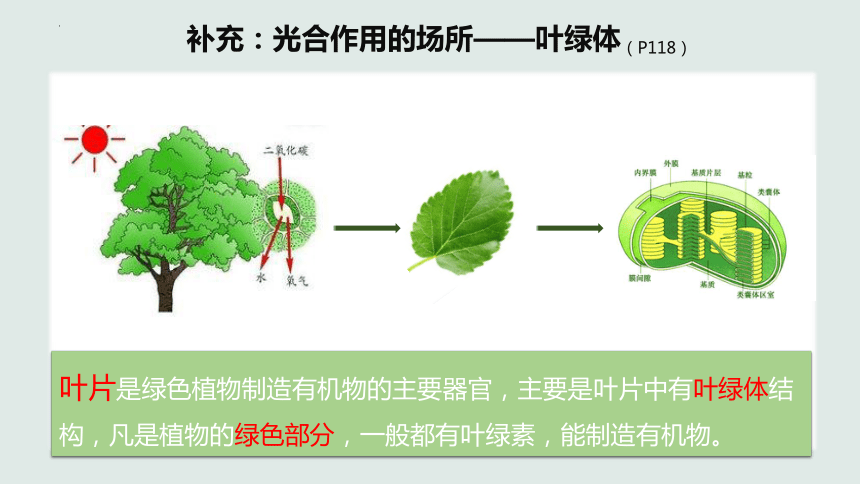 3.4 绿色植物是生物圈中有机物的制造者 课件(共20张PPT)2023-2024学年人教版生物七年级上册