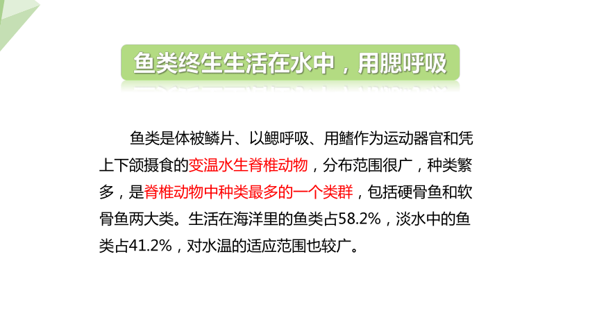 7.22.4 动物的主要类群 第2课时 课件 (共27张PPT)2023-2024学年初中生物北师版八年级下册