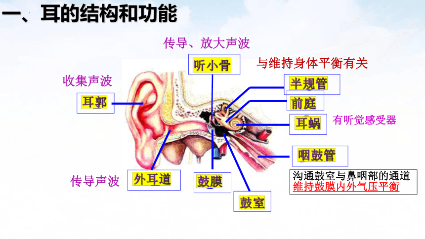 4.12.3 感知信息（耳）课件（共12张PPT）苏教版七年级生物下册