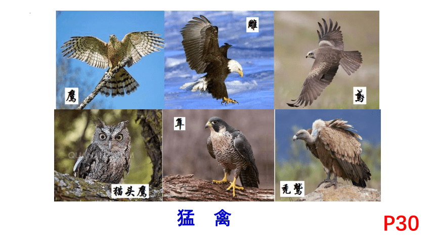 5.1.6 鸟 课件（共26张PPT） 人教版生物八年级上册
