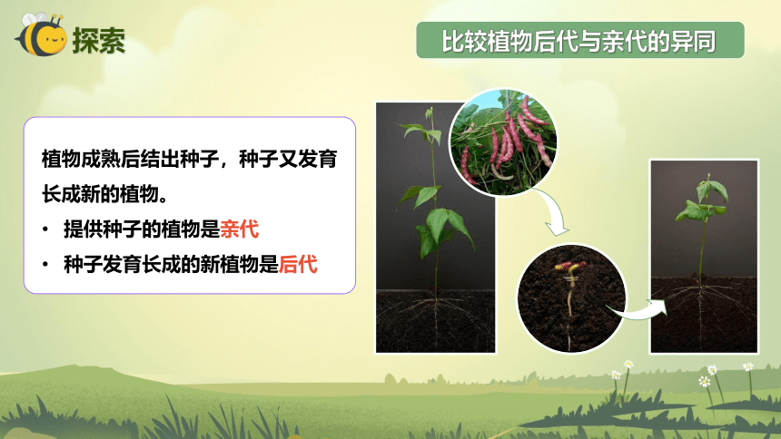 【新课标】2.3 形形色色的植物 课件（26张PPT）