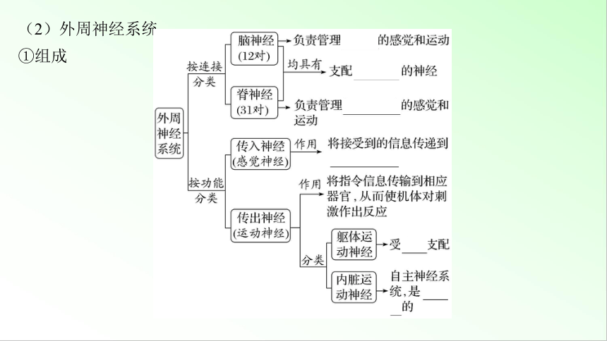 新教材生物一轮复习课件：第8单元 生命活动的调节 第2讲　神经调节的结构基础及基本方式(共59张PPT)