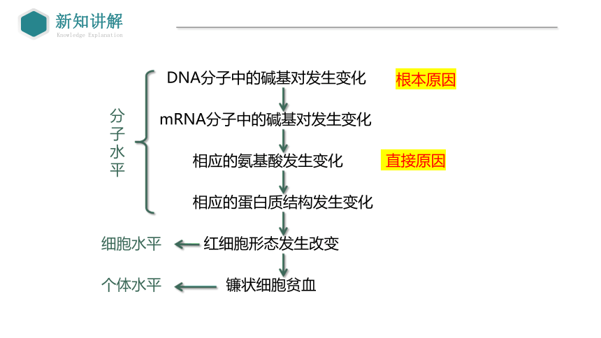 5.1基因突变的实例、原因以及意义（课时1）(共35张PPT1份视频)课件-人教版必修二
