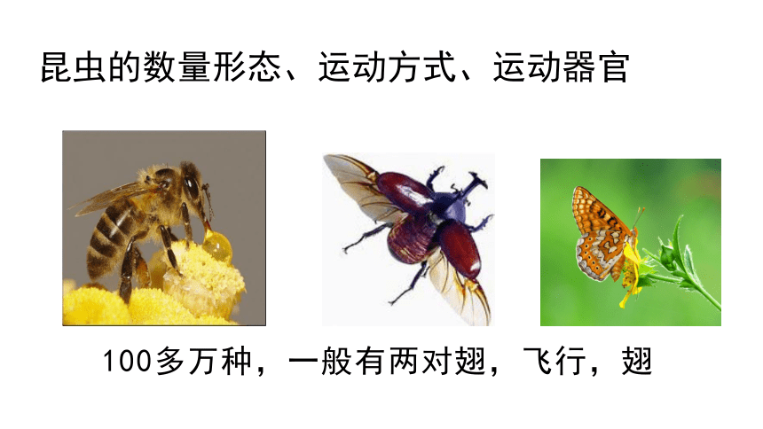 6.19.2昆虫的生殖和发育课件(共20张PPT+内嵌视频1个) 北师大版八年级上册