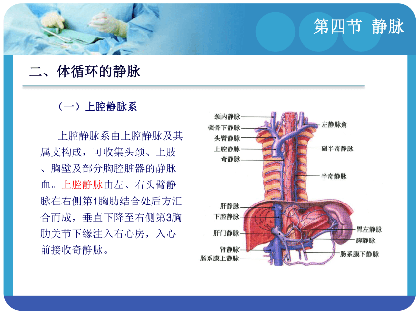 8.4静脉 课件(共31张PPT) -《解剖学基础》同步教学（江苏大学出版社）