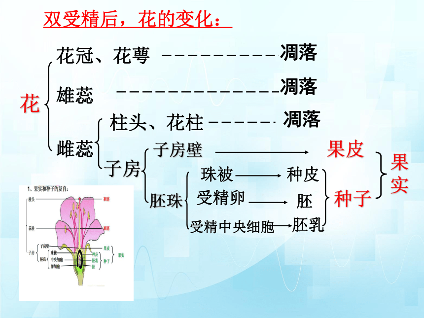 4.1.3果实和种子的形成（第一课时）课件(共22张PPT)2023-2024学年济南版生物八年级上册