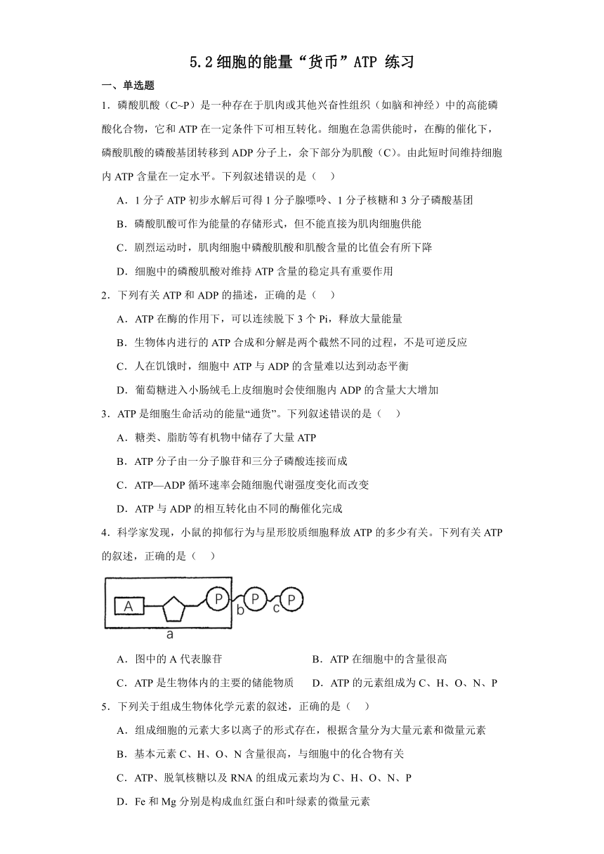 5.2细胞的能量“货币”ATP 练习（Word含解析） 2023-2024学年高中生物学人教版（2019）必修1