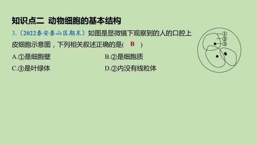 2.1.3 观察动物细胞课件（共21张PPT）2023-2024学年六年级生物鲁教版（五四学制）