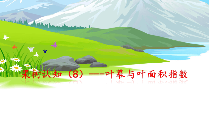 1.3.4叶幕与叶面积指数 课件(共21张PPT）-《果树生产技术》同步教学（中国农业出版社）