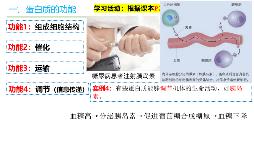 2.4蛋白质是生命活动的主要承担者课件(共51张PPT)2023-2024学年高一上学期生物人教版必修1