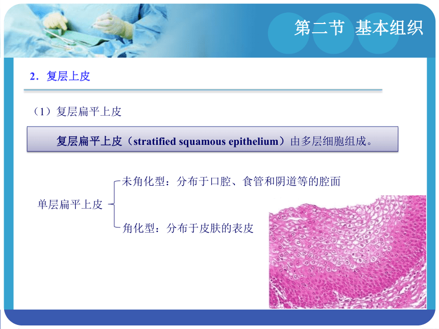 1.2基本组织 课件(共65张PPT)-《解剖学基础》同步教学（江苏大学出版社）