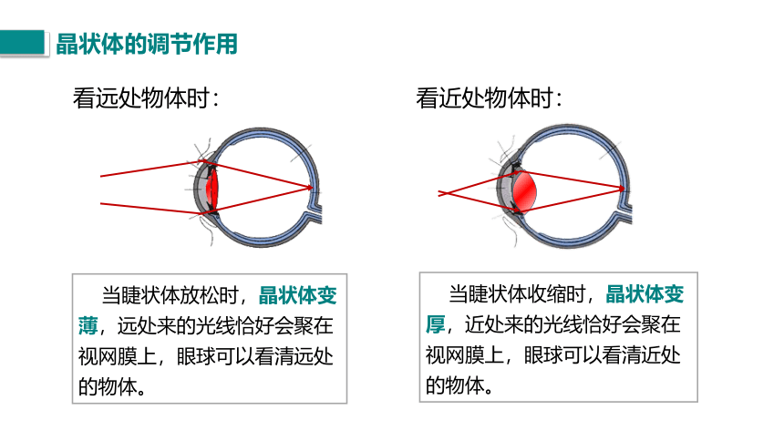 第六章 常见的光学仪器 四、眼睛和眼镜  课件(共23张PPT)