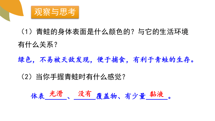 2.2.2脊椎动物的主要类群 第2课时课件(共29张PPT)2023-2024学年济南版生物七年级上册