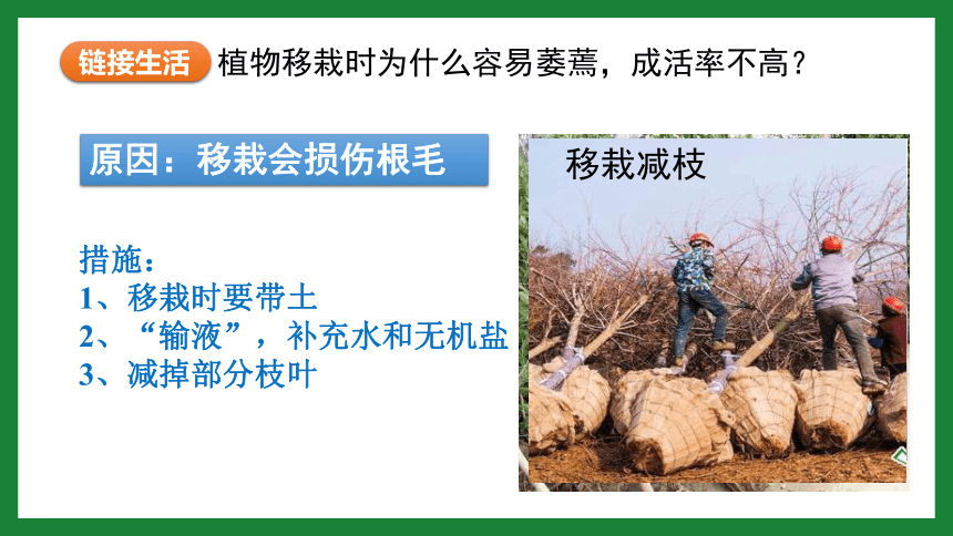 3.2.2 植株的生长课件(共31张PPT+内嵌视频1个)人教版七年级生物上册