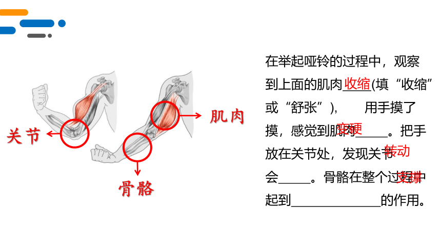 教科版 科学五年级上册2身体的运动 课件(共18张PPT)