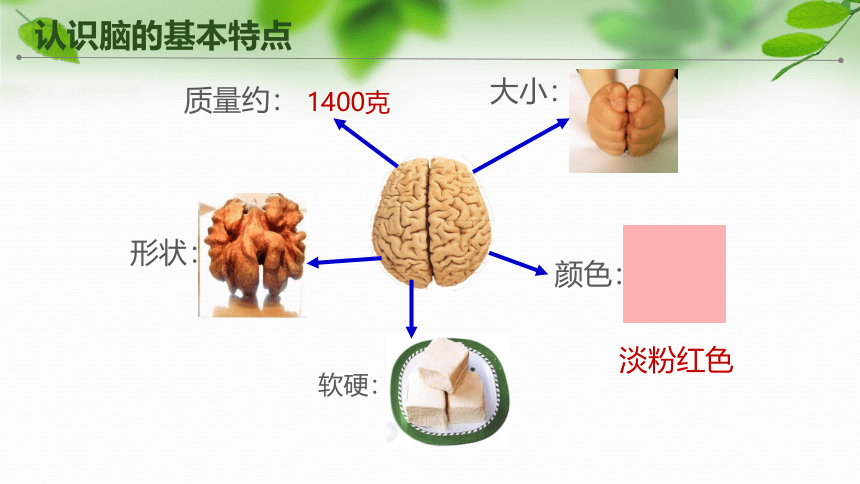 苏教版五年级科学上册第19课《我们的大脑》(课件）(共19张PPT+视频)