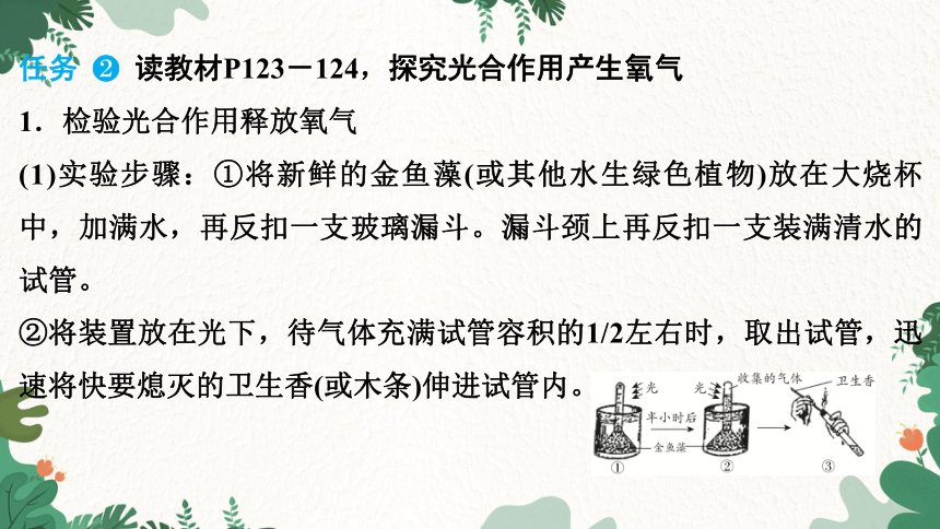 3.5.1 光合作用吸收二氧化碳释放氧气课件(共29张PPT)人教版生物七年级上册