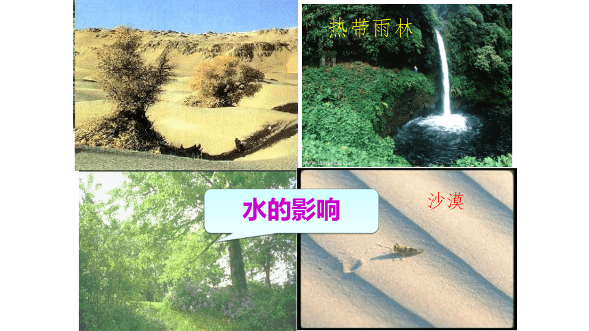 1.2.1生物与环境的关系课件(共35张PPT)