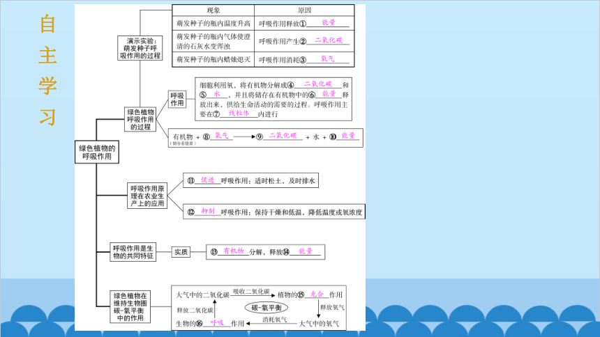 3.5.2 绿色植物的呼吸作用课件(共13张PPT)人教版生物七年级上册