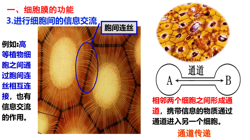 3.1细胞膜的结构和功能 课件(共53张PPT)