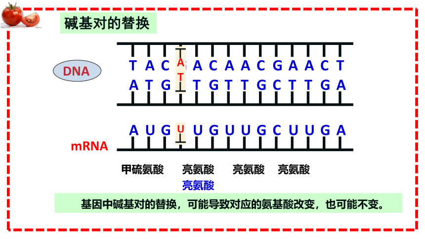 4.1基因突变可能引起性状改变(共16张PPT1个视频)