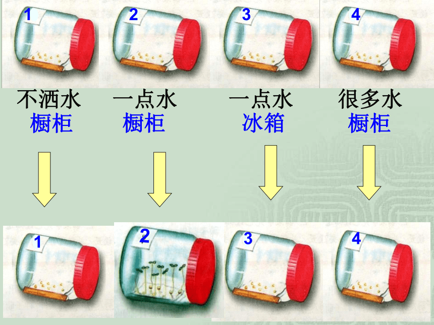 3.2.1种子的萌发课件(共22张PPT)2023年秋人教版生物七年级上册