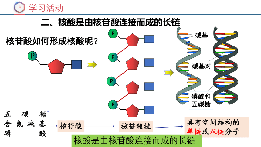 2.5核酸是遗传信息的携带者课件-(共33张PPT)人教版（2019）必修1