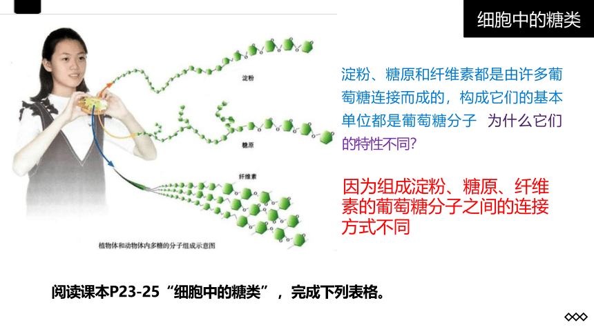 2.3 细胞中的糖类和脂质(共26张PPT)-高一生物学（人教版2019必修1）