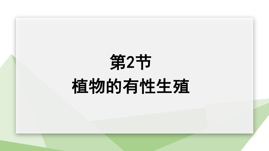 8.21.2 植物的有性生殖 课件 （共20张PPT）2023-2024学年初中生物苏教版八年级下册