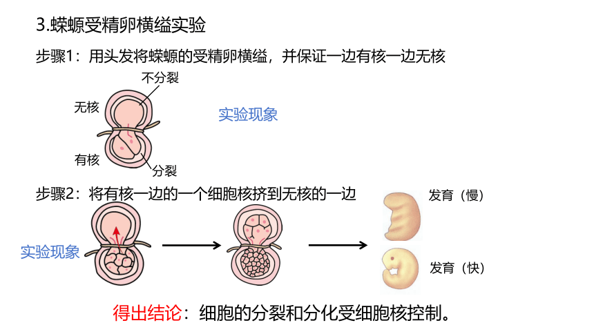 3.3细胞核的结构和功能课件(共17张PPT）-人教版必修1