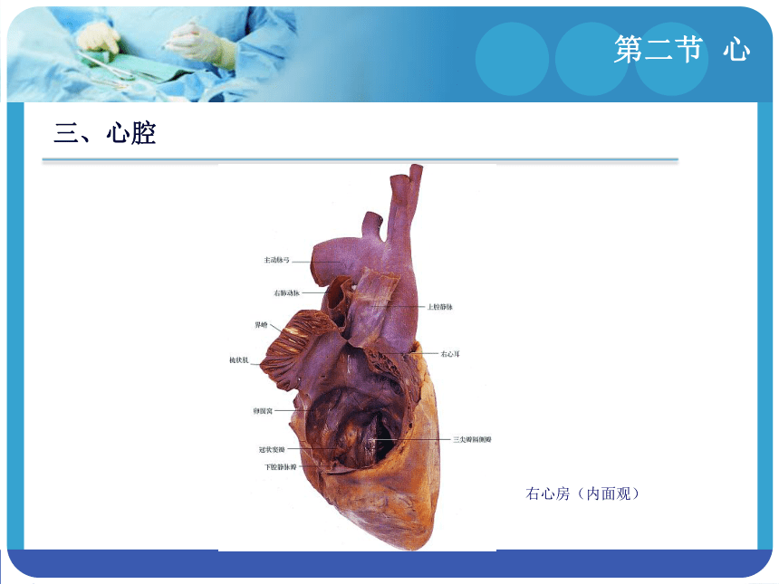 8.2心 课件(共35张PPT)-《解剖学基础》同步教学（江苏大学出版社）