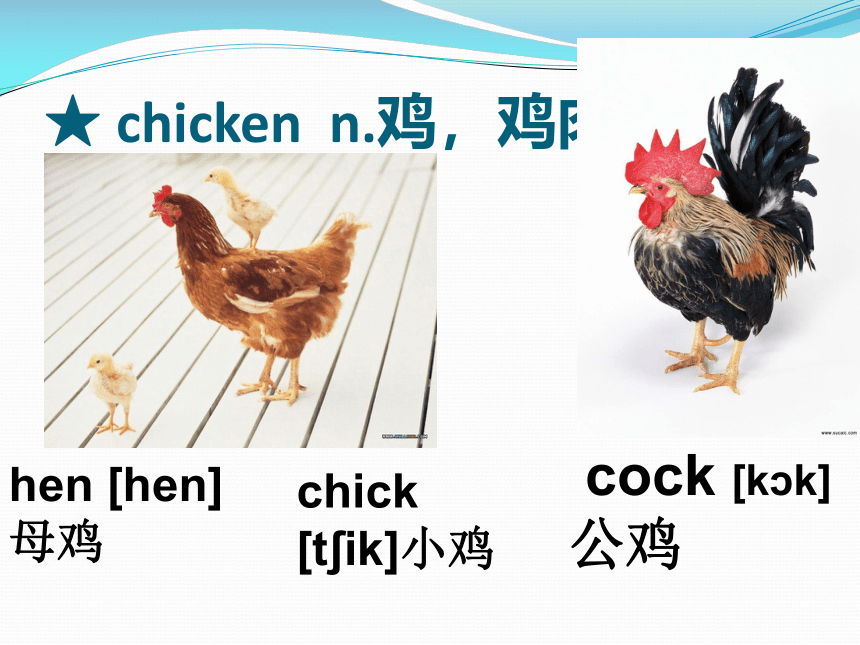 新概念英语第一册第49-50课课件(共31张PPT)